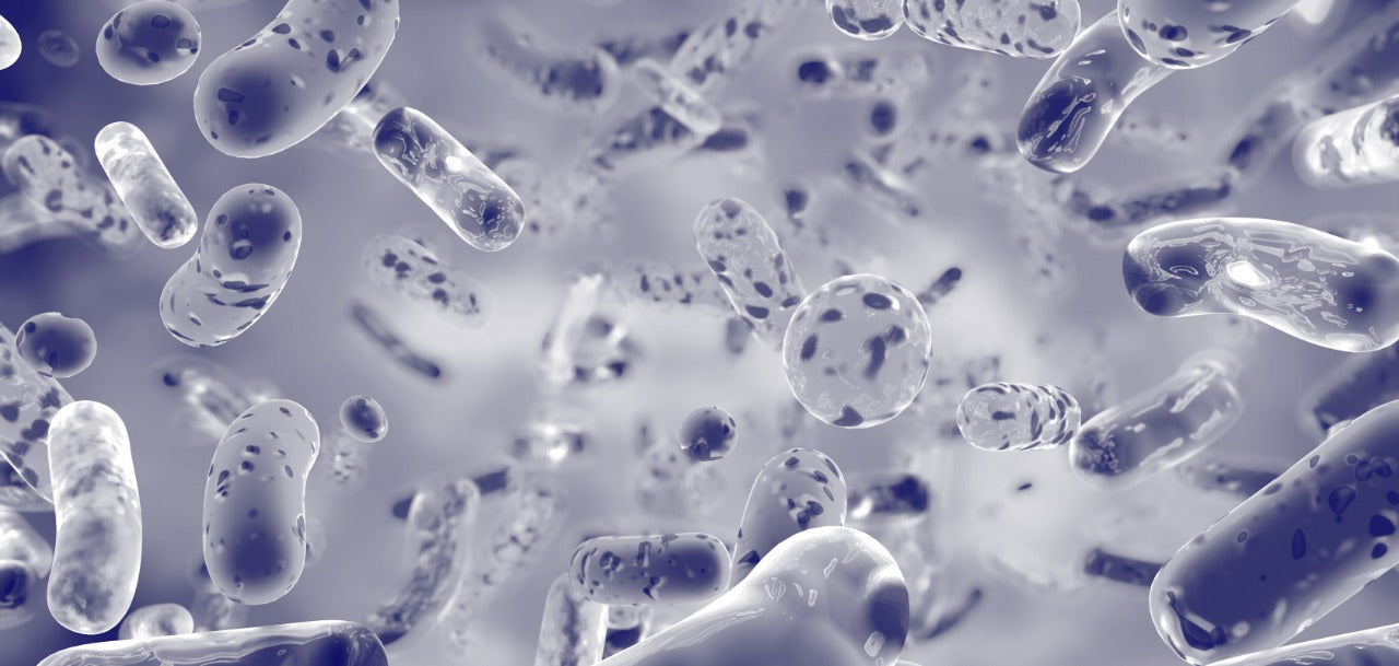 TODO LO QUE DEBES SABER SOBRE PROBIÓTICOS Y SALUD INTESTINAL